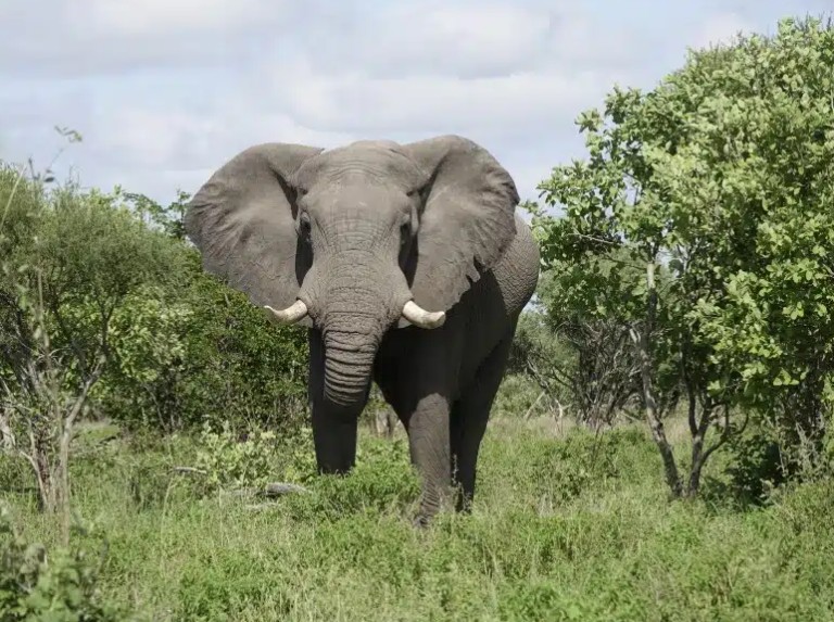 Rondreis afrika
