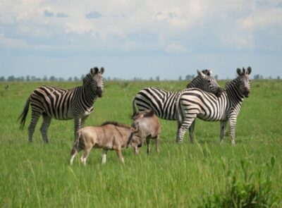 Wild in Botswana
