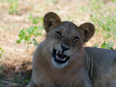 Zuid-Tanzania Zuid-Tanzania