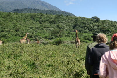 Welke nationale parken in Tanzania moet je kiezen voor je eerste safari