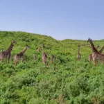Giraffen in Arusha NP
