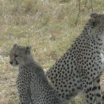 Cheeta's op safari