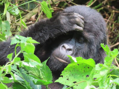 oeganda primates (5)