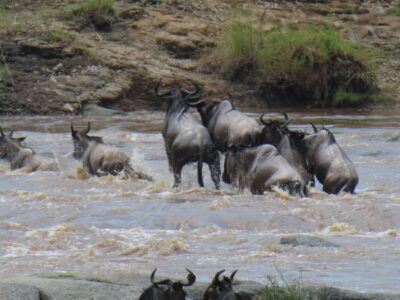 Migratie in tanzania