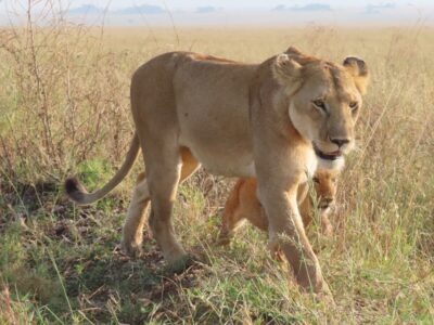 Leeuwen in Tanzania