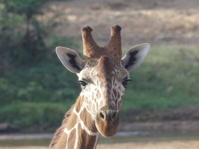 Giraffe in Samburu