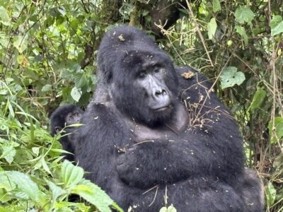 Gorilla trekking silverback