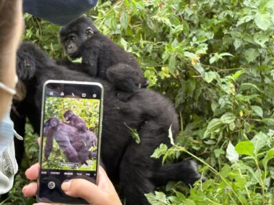 Gorilla trekking 