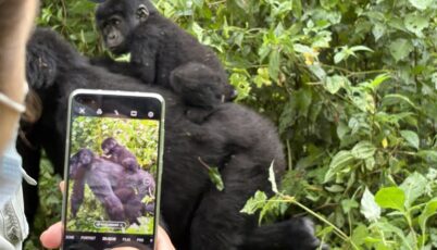 Gorilla trekking