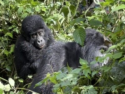 Gorilla trekking moeder met kind