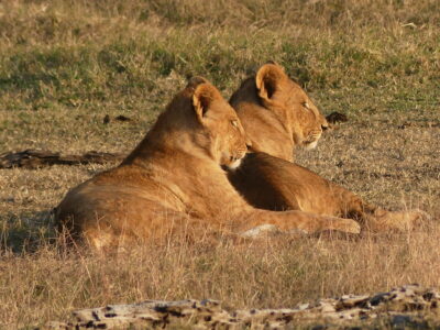 kenia ol pejeta dieren (1)