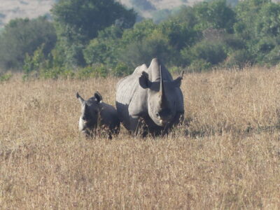 Neushoorns in ol pejeta 