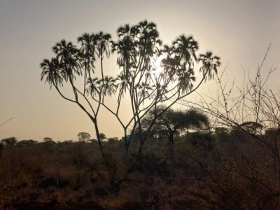 Doumpalm in Samburu np