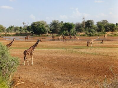 Giraffen in Samburu np