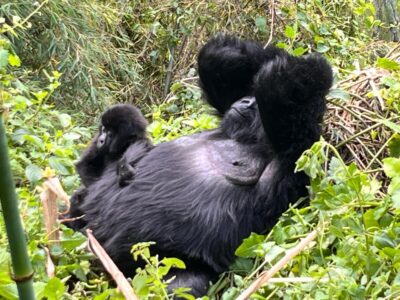 Rwanda - gorilla trekking