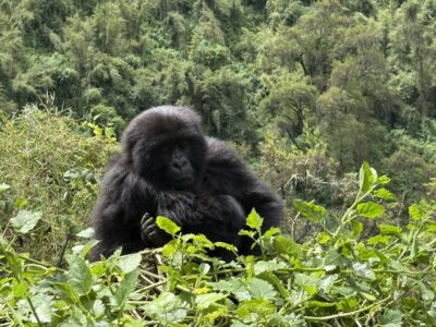 Rwanda - gorilla trekking