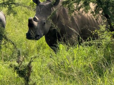 rwanda akagera np (10)