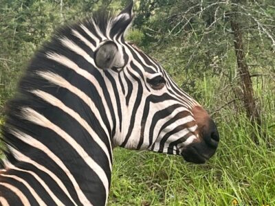 rwanda akagera np (11)