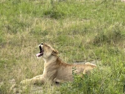 rwanda akagera np (9)