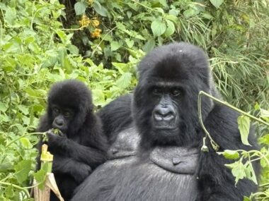 Rwanda gorilla trekking (5)
