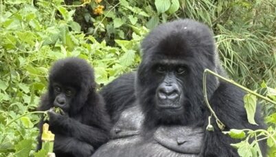 Rwanda gorilla trekking (5)