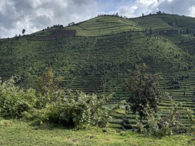 rwanda koeien (2)