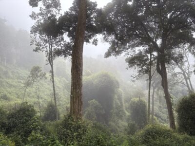 Rwanda nyungwe forest (1)