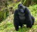 gorilla trekking in oeganda