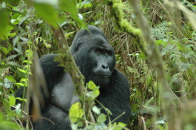 gorilla trekking in oeganda of rwanda