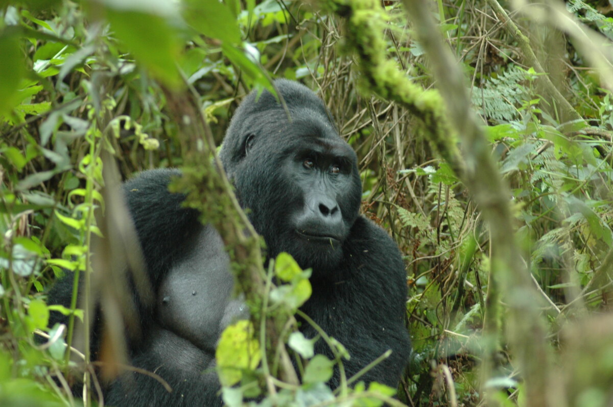 gorilla trekking in oeganda of rwanda