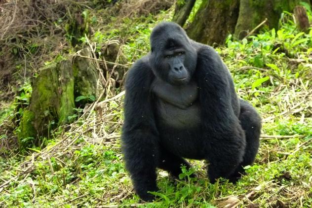 gorilla trekking in oeganda