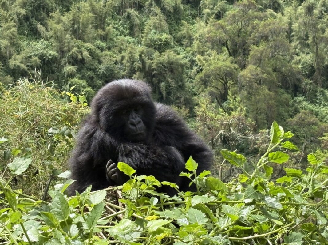 hoe combineer je een gorilla trekking met een oeganda reis