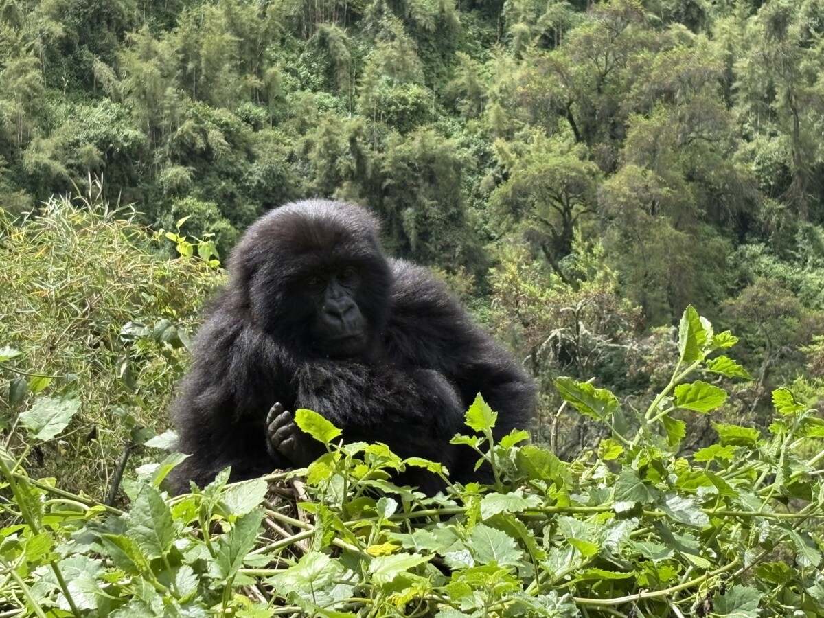 hoe combineer je een gorilla trekking met een oeganda reis
