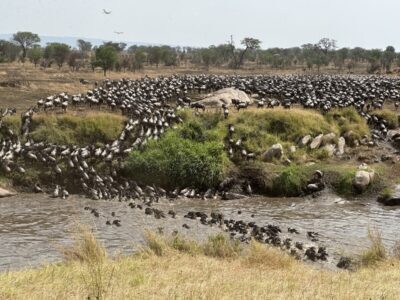 welke nationale parken in tanzania moet je kiezen voor je eerste safari