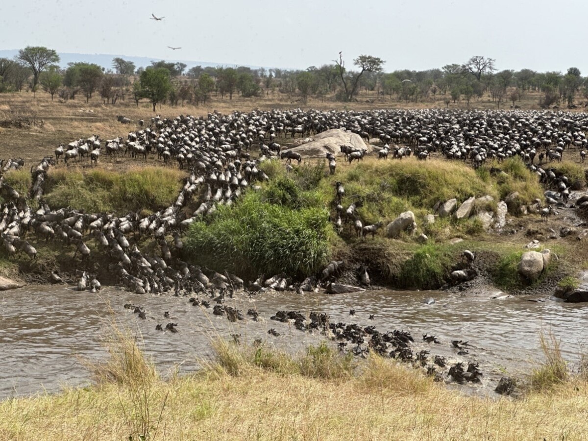 welke nationale parken in tanzania moet je kiezen voor je eerste safari