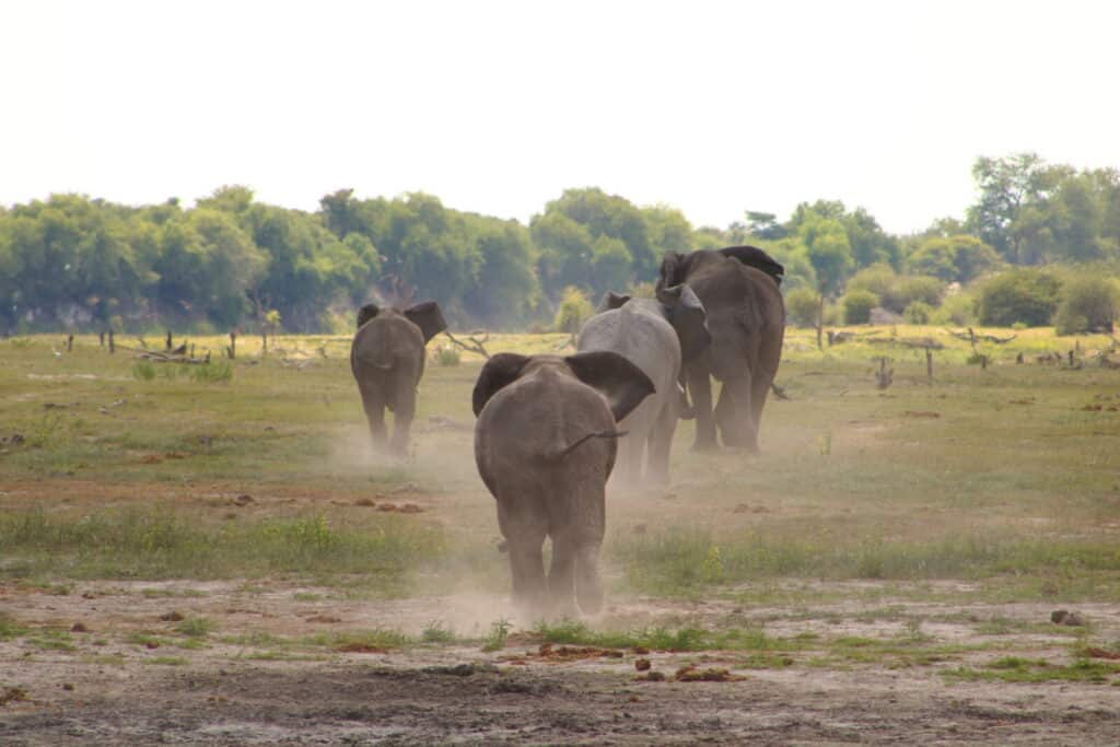 Olifanten in Botswana