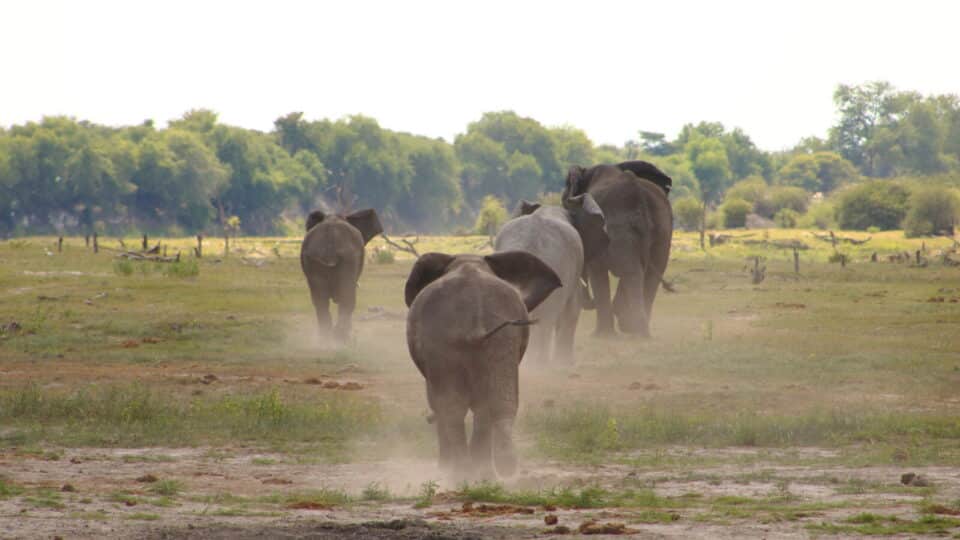 Olifanten in Botswana