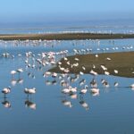 Flamingo's bij Walvisbaai