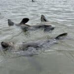 Zeehonden bij Walvisbaai