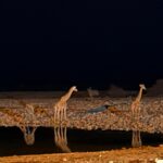 Giraffen bij waterplaats