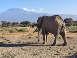 Olifant met de Kilimanjaro