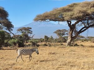 Amboseli NP Kenia