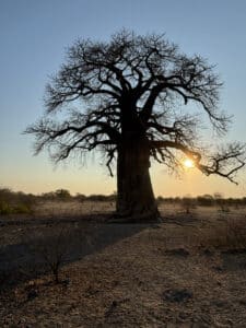 Baobab boom met zonsondergang