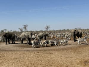 Botswana - olifanten en zebra's onderweg