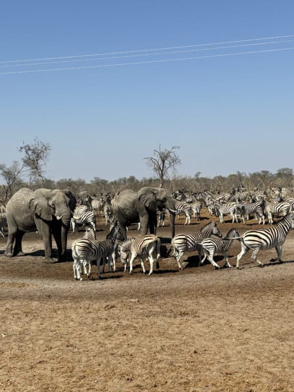 Botswana - olifanten en zebra's onderweg