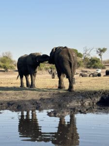 Olifanten bij de Chobe rivier