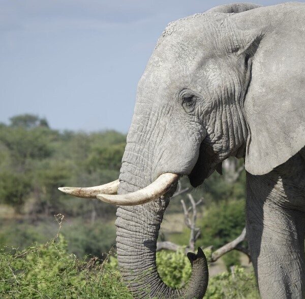 Botswana safari