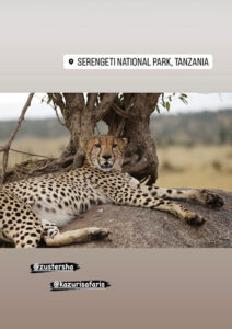 Cheeta in de Serengeti - Tanzania