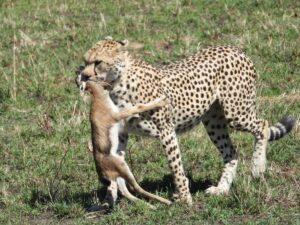 Cheeta met prooi - Masai Mara