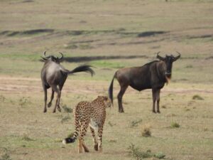 Cheeta met wildebeesten 